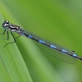 Fledermaus-Azurjungfer (Coenagrion pulchellum)